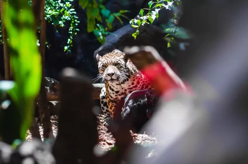 wildlife in Playa del Carmen